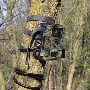 Trail camera on tree