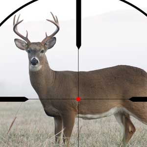 Deer in crosshairs