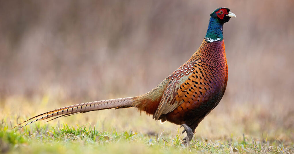 Pheasant in Field