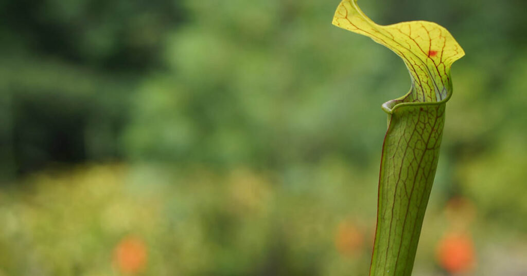 pitcher plant