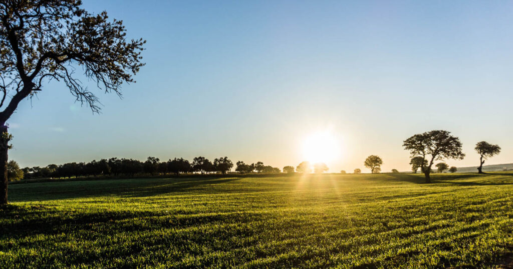 green grass field at sunrise